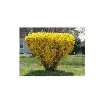 FORSYCJA żółte słońce w ogrodzie - sadzonki 40 / 60 cm